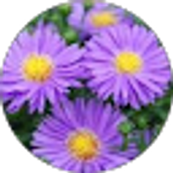 Profile photo of Alexandria Moore