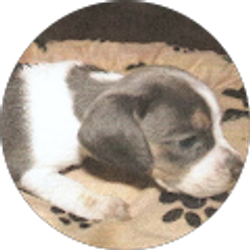 Profile photo of Gail Simmons