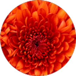 Profile photo of amy castellanos