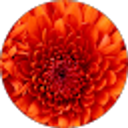 Profile photo of amy castellanos