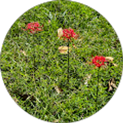 Profile photo of Julia Landrum