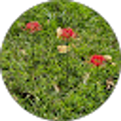 Profile photo of Julia Landrum