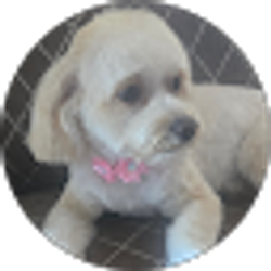 Profile photo of Cynthia Wagner