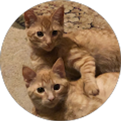 Profile photo of Daniel Lordi