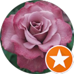 Profile photo of Valerie Warner