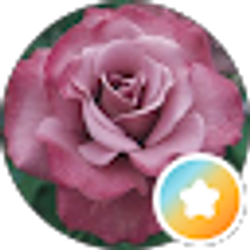 Profile photo of Valerie Warner