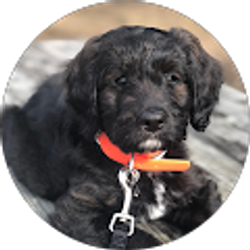 Profile photo of Herschel Harvey