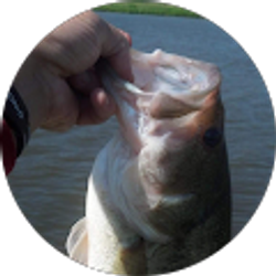 Profile photo of James Rosch