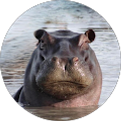 Profile photo of Maes H