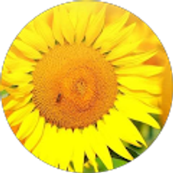 Profile photo of Ann Dandl