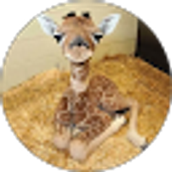 Profile photo of Amy Belleville