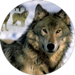 Profile photo of Jimmy Esco