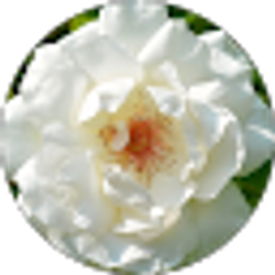 Profile photo of Annie Doyle