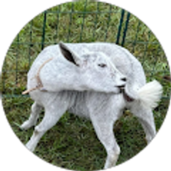 Profile photo of Lisa Hilferding