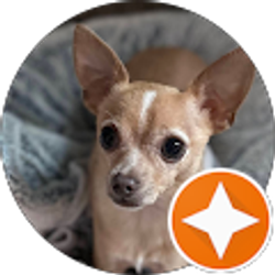 Profile photo of Nichole Orsini