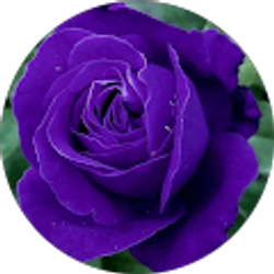 Profile photo of Annetta Young