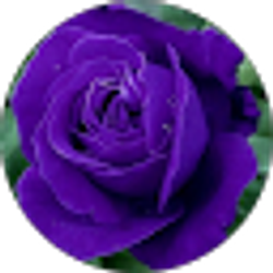 Profile photo of Annetta Young