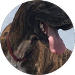 Profile photo of Jessica Schiavone