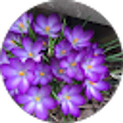 Profile photo of Denise Maguire