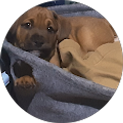 Profile photo of jose