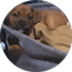 Profile photo of jose