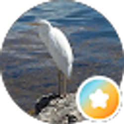 Profile photo of LoneBird