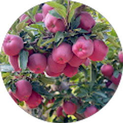 Profile photo of Luis Lopez