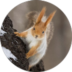 Profile photo of Dianne Wilke