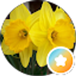 Profile photo of Daffodil Chile