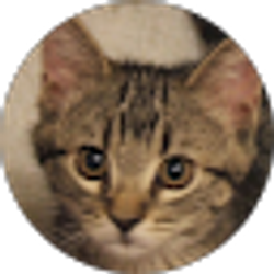 Profile photo of Cheryl Strait