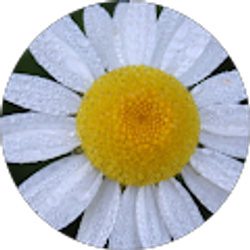 Profile photo of Tami Sulistyo