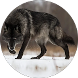 Profile photo of The Basic