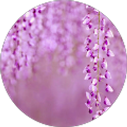 Profile photo of Stephanie Ryan