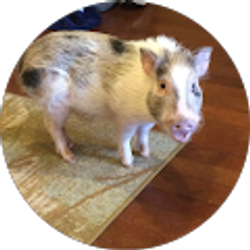 Profile photo of Brandon Young