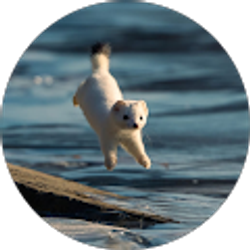 Profile photo of Ismary Bolivar