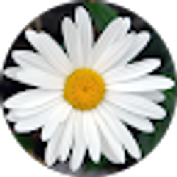 Profile photo of Alma Santi