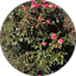 Profile photo of Mary Guzman