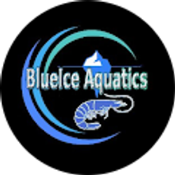 Profile photo of BlueIce Aquatics