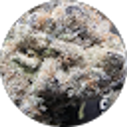 Profile photo of Dmg Detroit