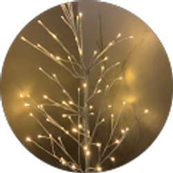 Profile photo of Monstera Plant