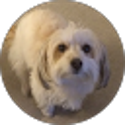 Profile photo of Sheng Wang