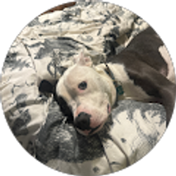 Profile photo of Shawn Spaniol