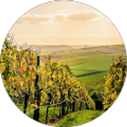 Profile photo of Fernando Franco