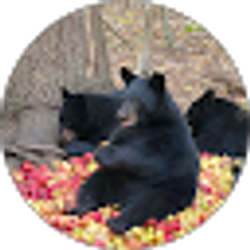 Profile photo of Wokui