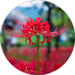 Profile photo of Raymond Chavez