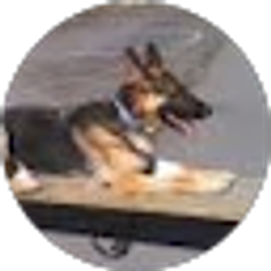 Profile photo of Roger Kutzler