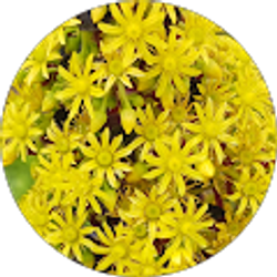 Profile photo of Melissa Violet