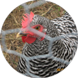 Profile photo of Kathi Wall-Meyer