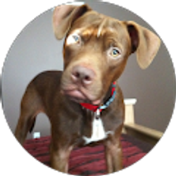 Profile photo of Jasmeet Assi