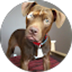 Profile photo of Jasmeet Assi